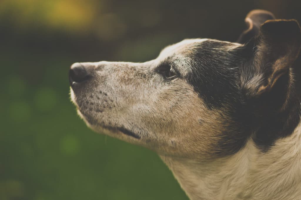 Curso Mi Animal Salud Equilibrio y Bienestar EVENTO VIRTUAL MI ANIMAL SALUD EQUILIBRIO Y BIENESTAR 1024x682 - Curso Mi Animal Salud Equilibrio y Bienestar