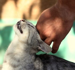 Curso Mi Animal Salud Equilibrio y Bienestar cat 2759634 640 1 300x281 - Curso Mi Animal Salud Equilibrio y Bienestar