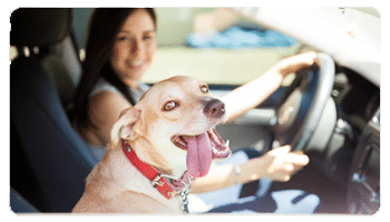 Curso Mi Animal Salud Equilibrio y Bienestar CONDUCIENDO - Curso Mi Animal Salud Equilibrio y Bienestar