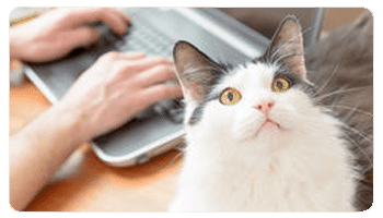 Curso Mi Animal Salud Equilibrio y Bienestar COMPUTADOR - Curso Mi Animal Salud Equilibrio y Bienestar